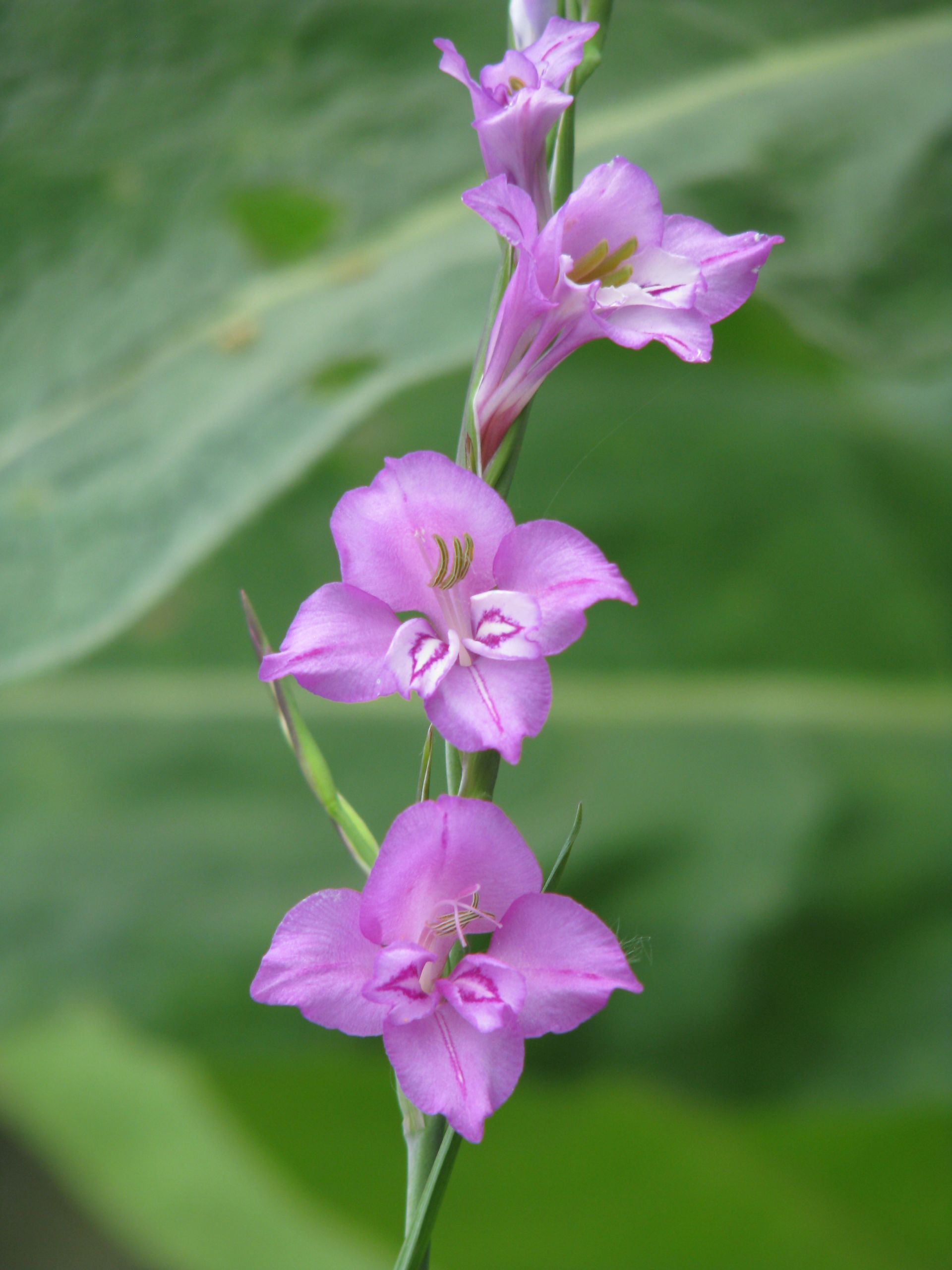 Sumpfgladiole | Gladiolus palustris