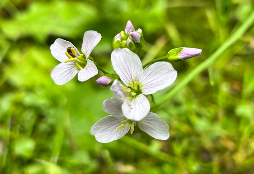 Brunnenkresse