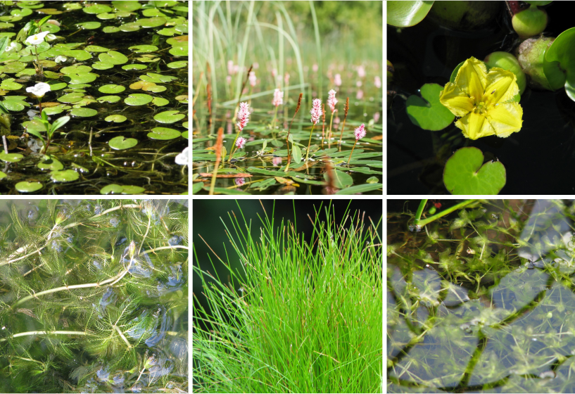 Angelteiche Unterwasserpflanzen Sortimente