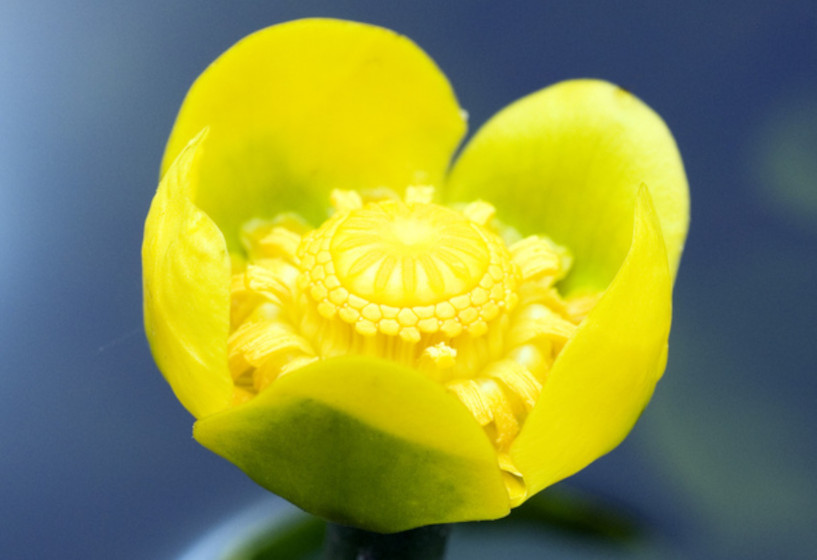 Schmalblättrige Teichrose | Nuphar angustifolia