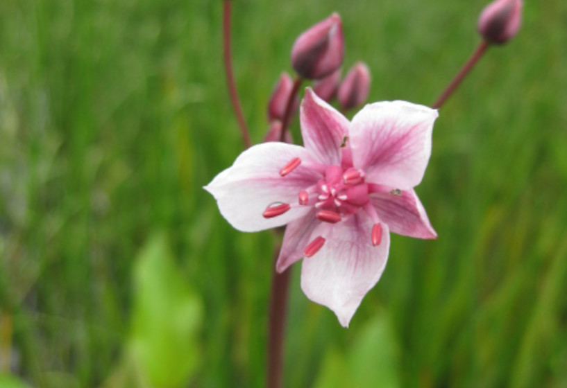 Schwanenblume mit Blüte