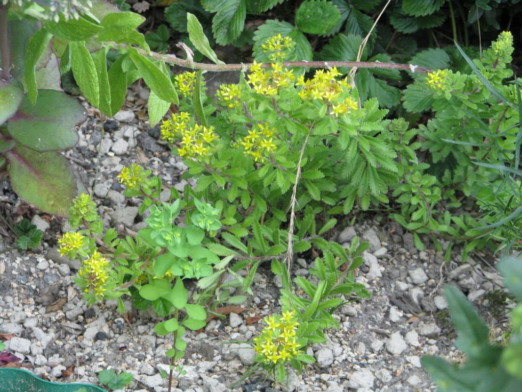 Goldilocks - Amur Fettblatt | Sedum selskianum