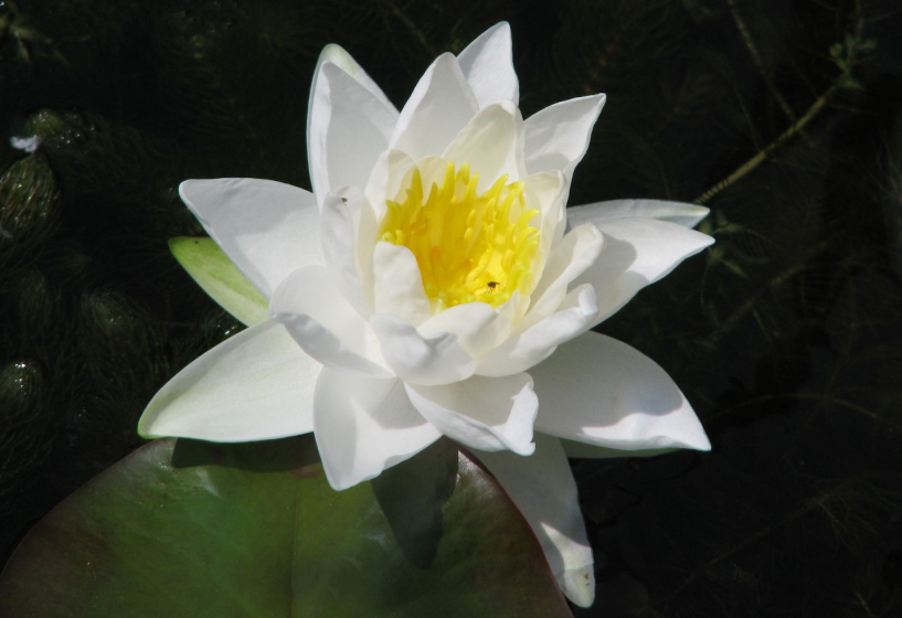 Seerose Gladstoniana