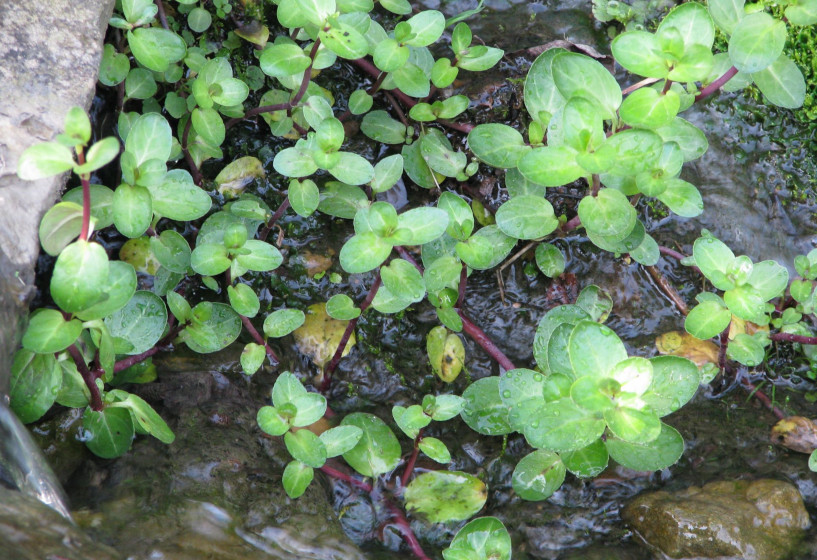 Veronica beccabunga