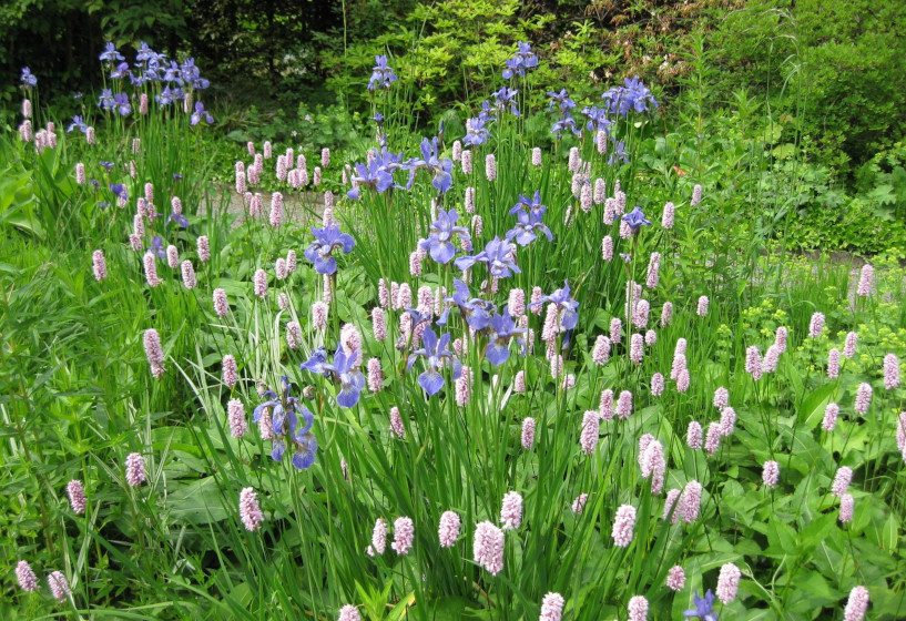 Polygonum bistorta und Iris sibirica