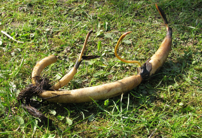 Lotosblumen Rhizom im März Lotosblumen Rhizom im März