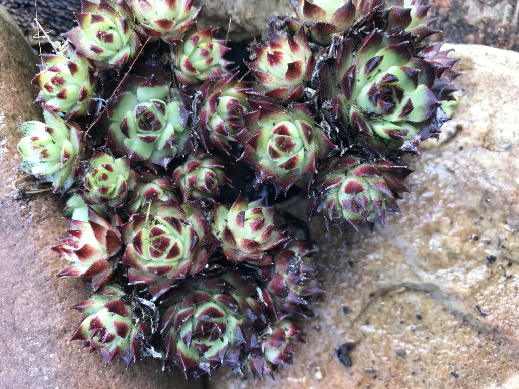 Rotspitz Steinrose | Sempervivum Hybride