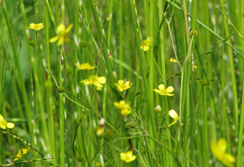 Brennender Hahnenfuß | Ranunculus flammula