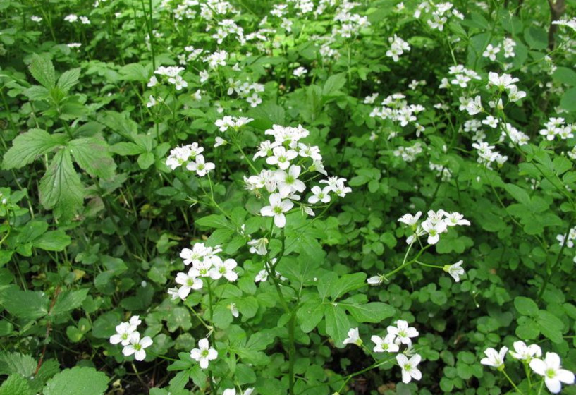 Echte Brunnenkresse | Nasturtium officinale