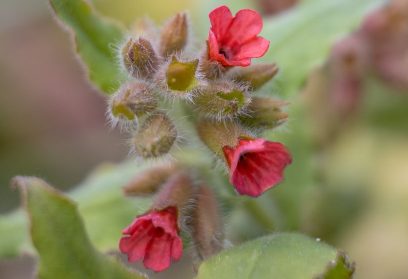 Rotes Lungenkraut | Pulmonaria rubra