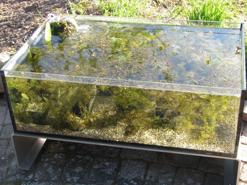 TerrassenFisch Aufsicht