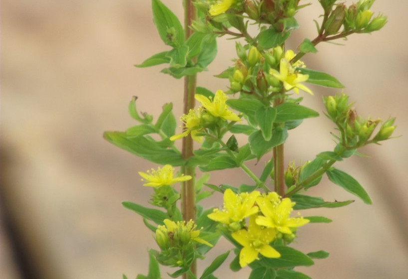 Geflügeltes Johanniskraut | Hypericum tetrapterum