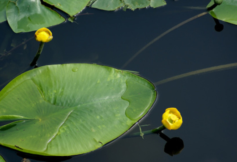 Mühlan Teichmummel – 2x Gelb Blühende Teichrose Nuphar Lutea, Winterhart, Wurzelnackt, Für Wassertiefe 30–50 Cm Mühlan Teichmummel – 2x Gelb Blühende Teichrose Nuphar Lutea, Winterhart, Wurzelnackt, Für Wassertiefe 30–50 Cm