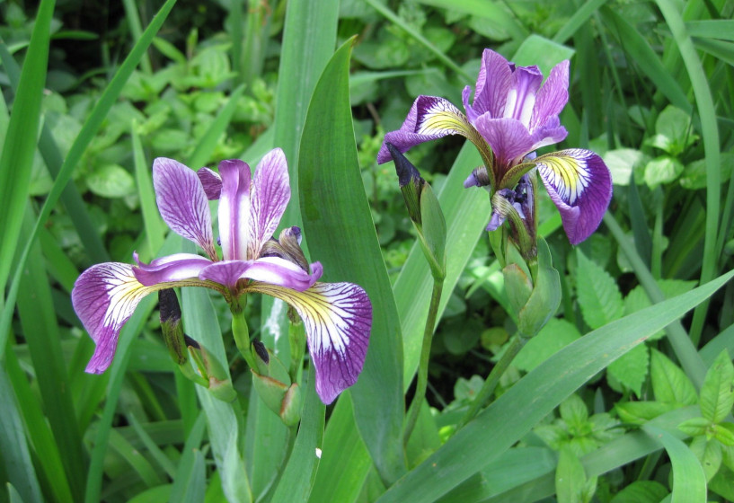 Amerikanische Sumpfschwertlilie | Iris versicolor 