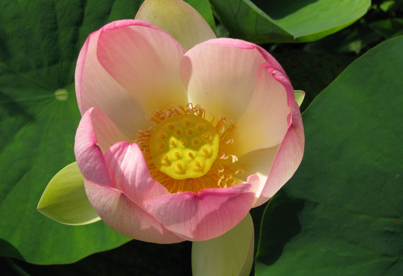 Indische Lotos Blüte Indische Lotos Blüte