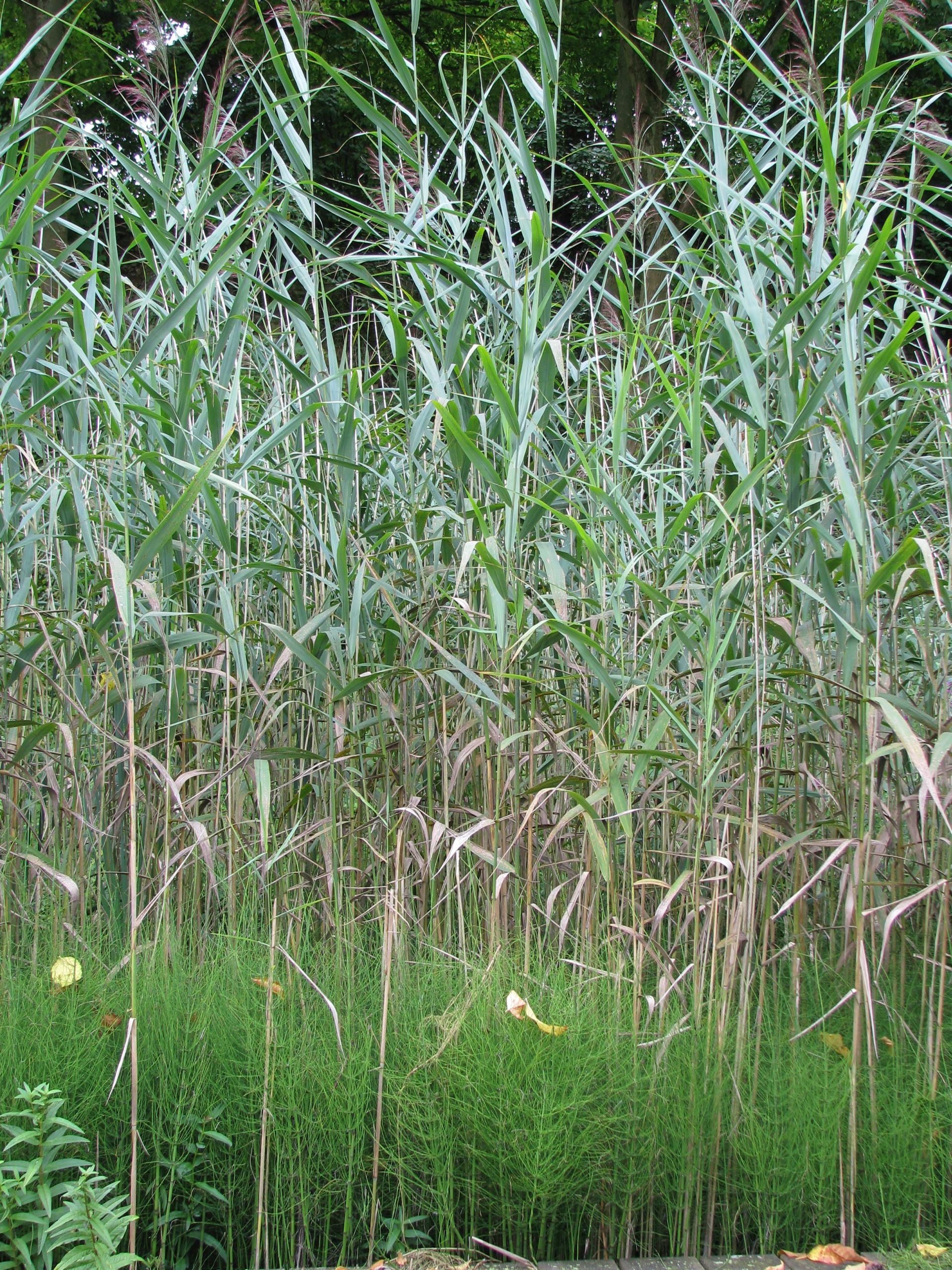 Schilf | Phragmites