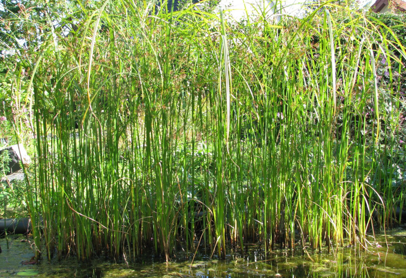 Cyperngras am Gartenteich