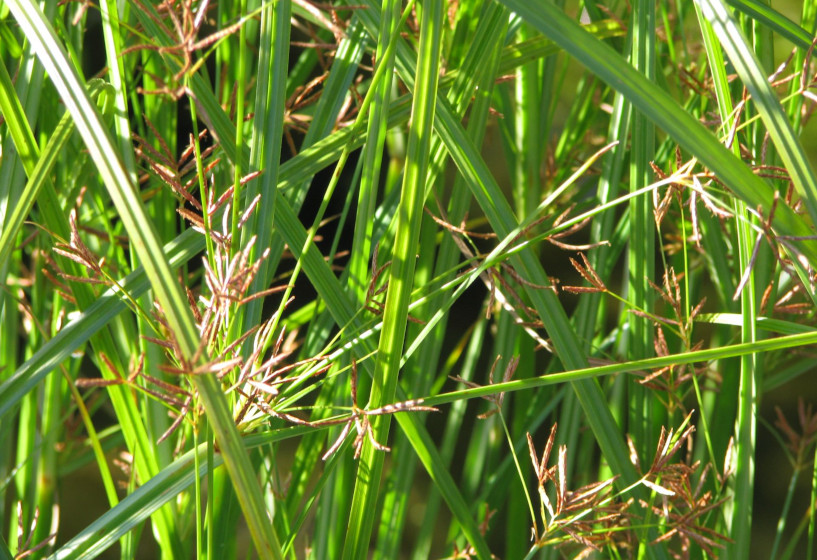 Cyperus longus