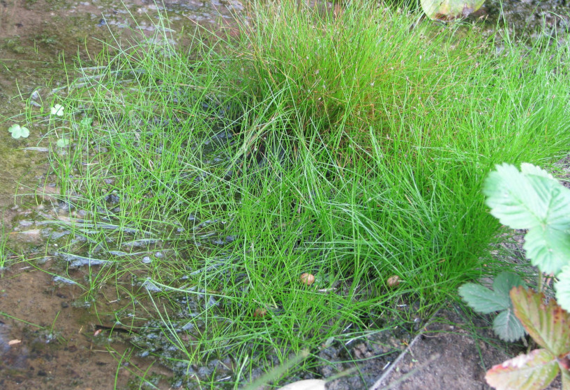 Unterwasserpflanze Nadelsimse Eleocharis acicularis