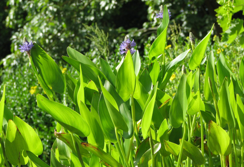 Potederia cordata am Gartenteich