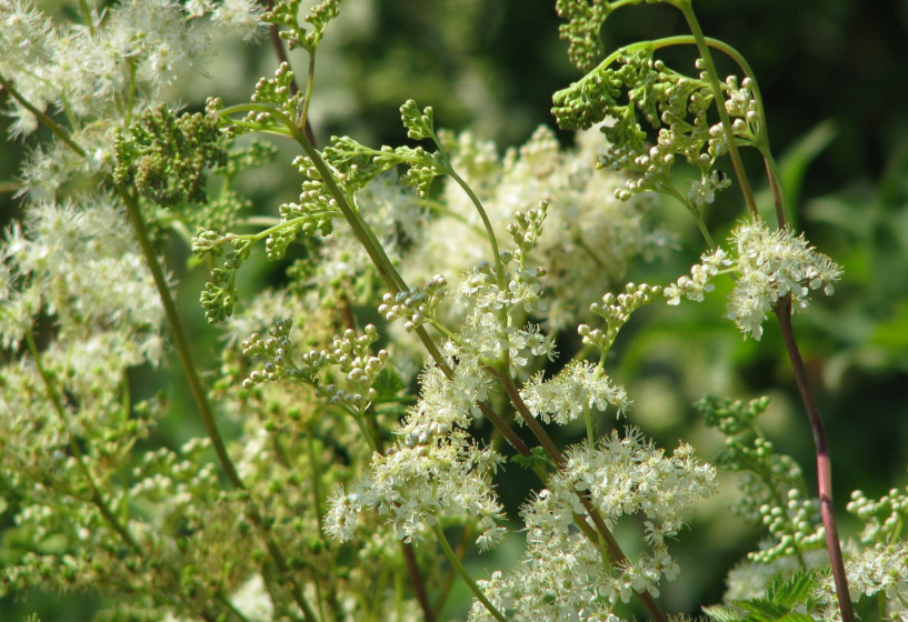 Spierstaude oder Mädesüß | Filipendula ulmaria