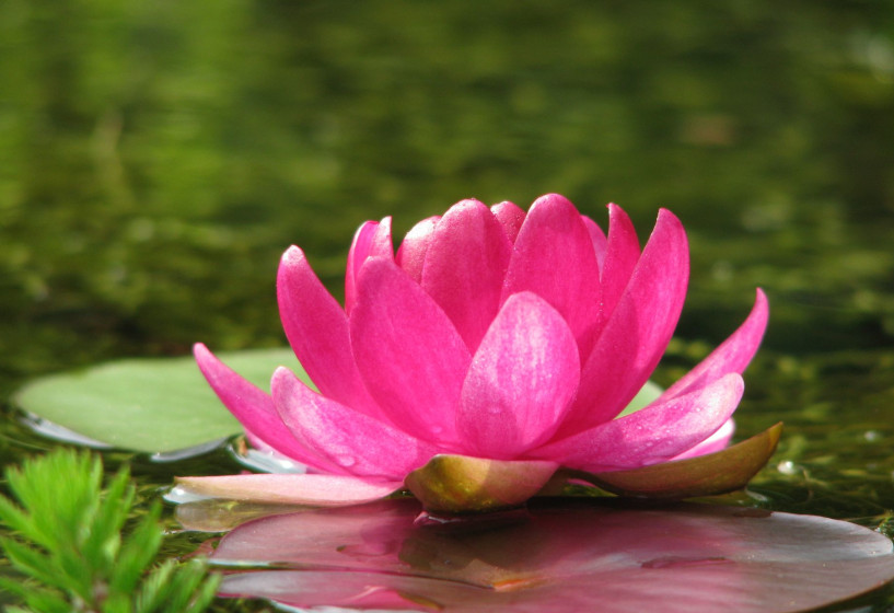 Nymphaea Perry's Baby Red