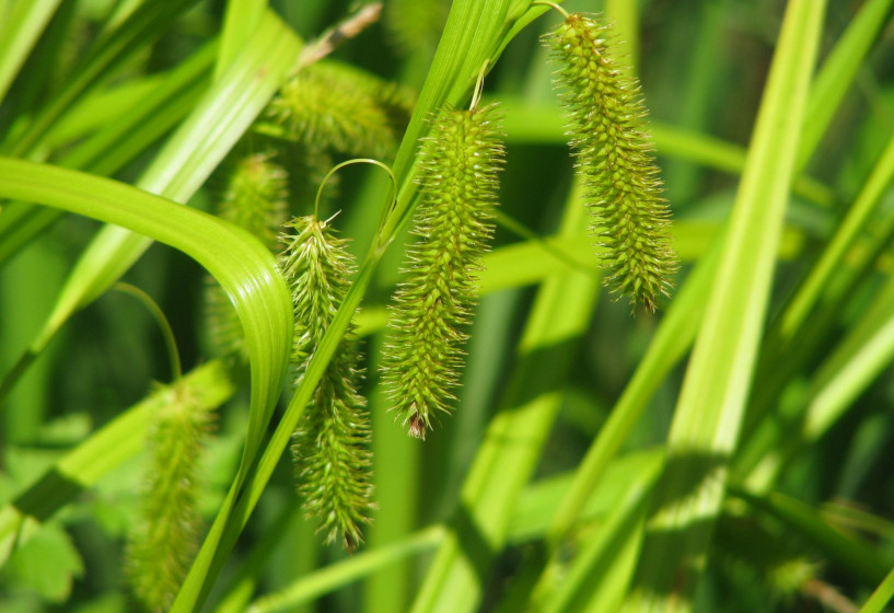 Scheinzypersegge | Carex pseudocyperus