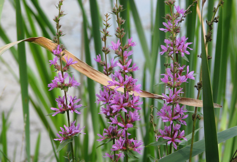 Blutweiderich als Bienenweide