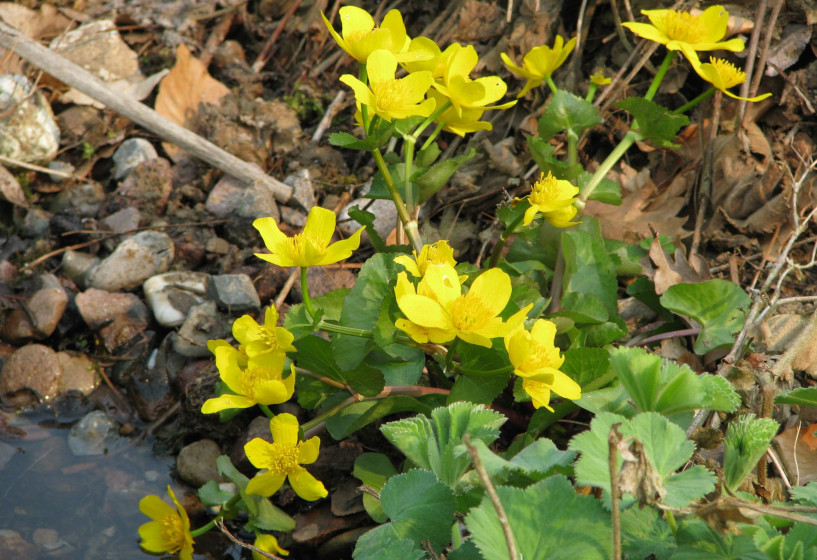 Sumpfdotterblume | Caltha palustris