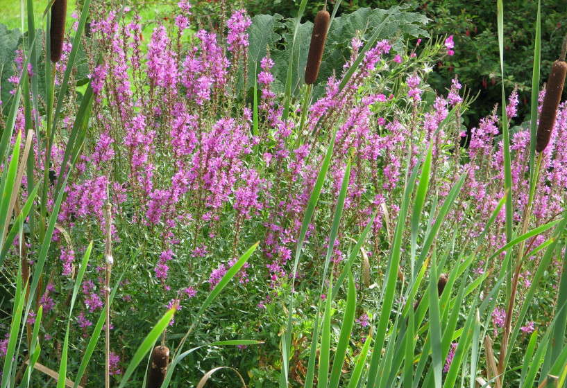 Blutweiderich | Lythrum salicaria