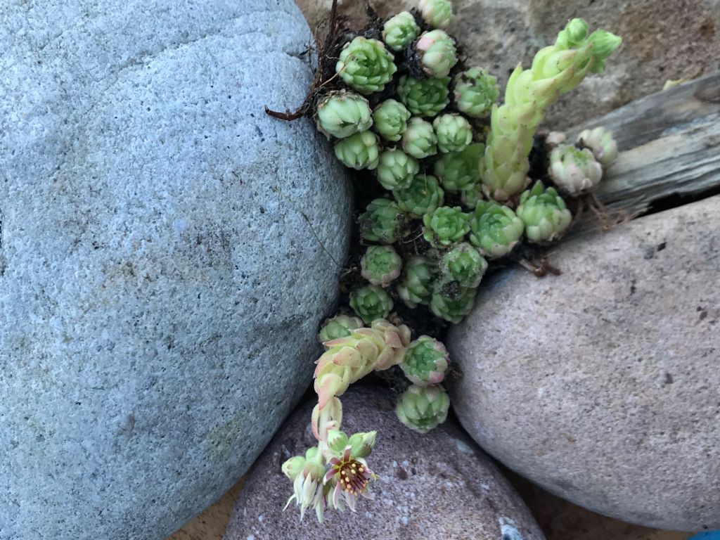 Hauswurz "L. Petsy" | Sempervivum Hydride