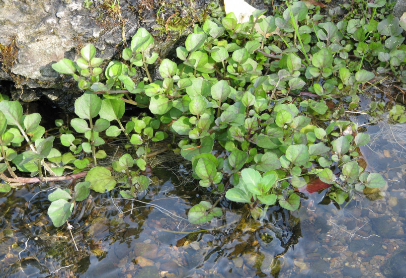 Bachbunge am Ufer