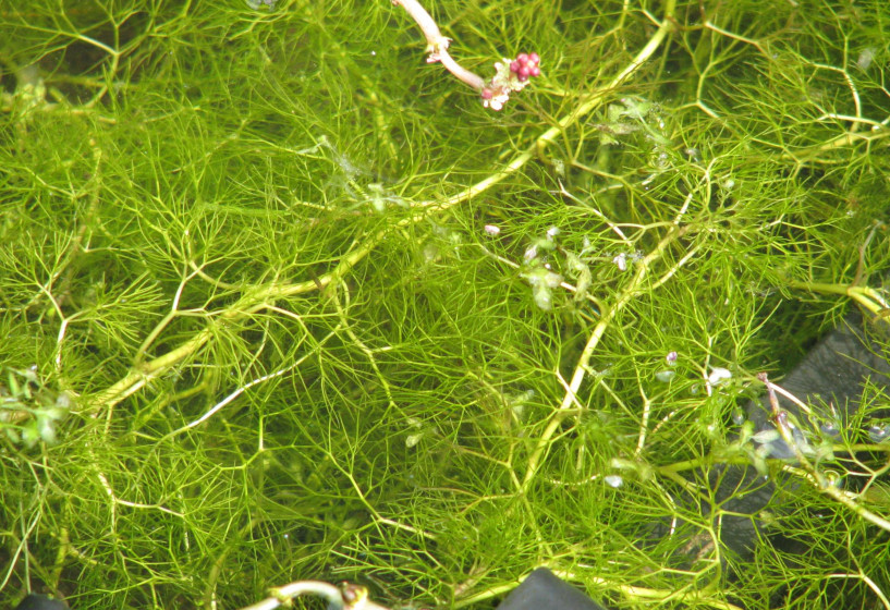 Wasserreinigungspflanze Wasserhahnenfuß 