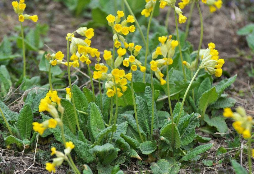 Echte Schlüsselblume | Primula veris