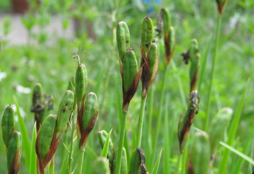 Fruchtstände der Wieseniris