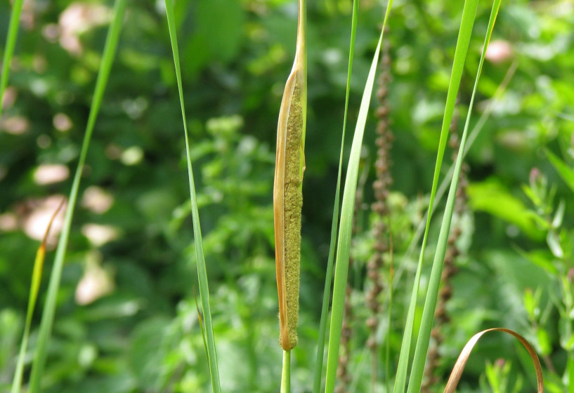 Graziler Rohrkolben | Typha laxmannii 