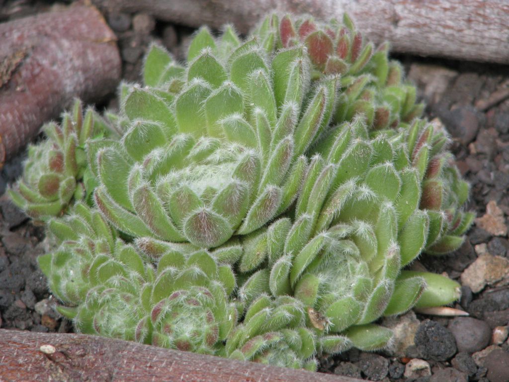 Silver Thaw Hauswurz | Sempervivum Hybride