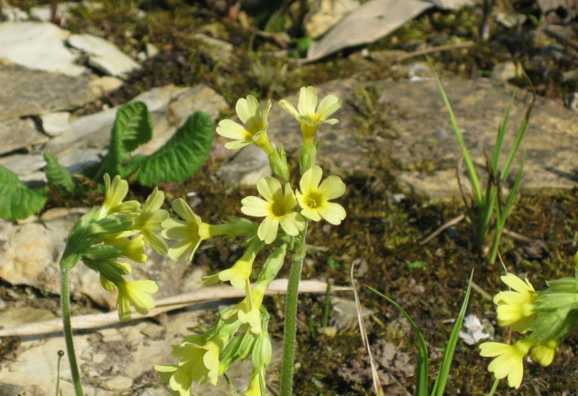 Wald-Schlüsselblume | Primula elatior