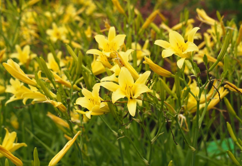 Zitronen-Taglilie | Hemerocallis citrina