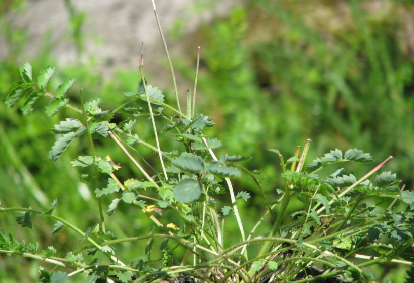 Großer Wiesenknopf | Sanguisorba officinalis