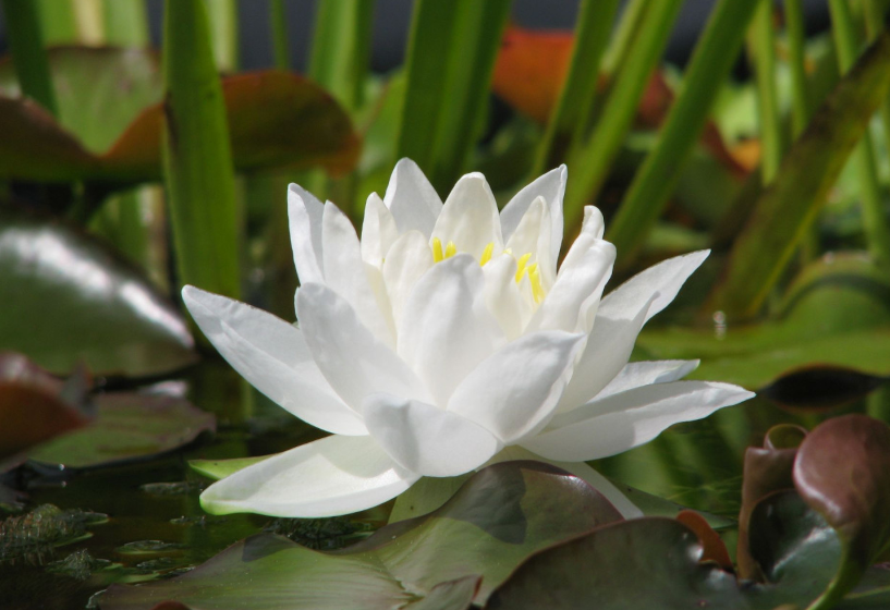 Seerose Gladstoniana