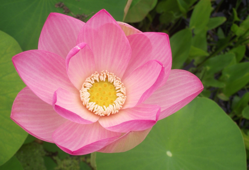 Nelumbo nicifera Pekinensis Rubra