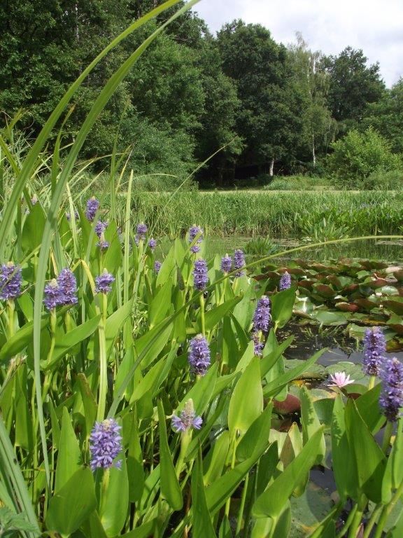 Hechtkraut | Potederia cordata