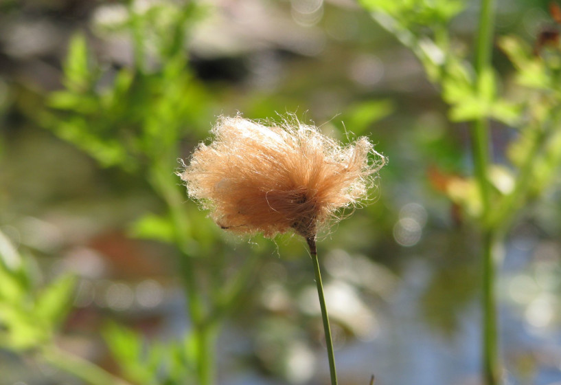 Sibirisches Wollgras | Eriophorum russeolum 