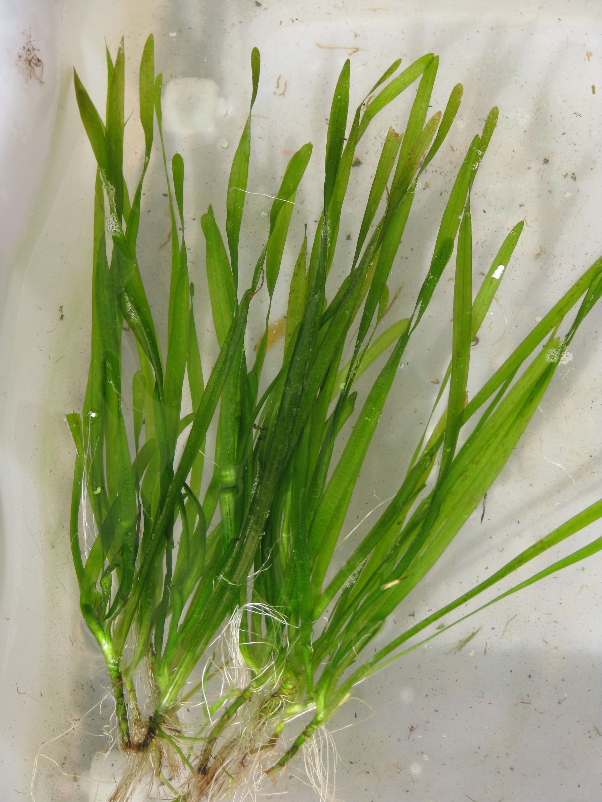 Wasserschraube | Vallisneria spiralis