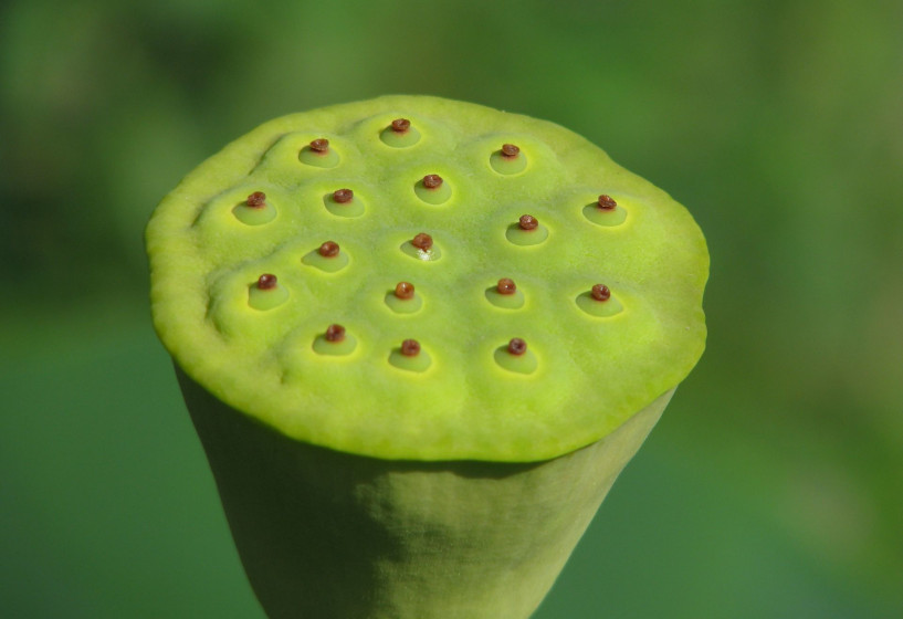 Samenkapsel von Nelumbo nucifera Samenkapsel von Nelumbo nucifera