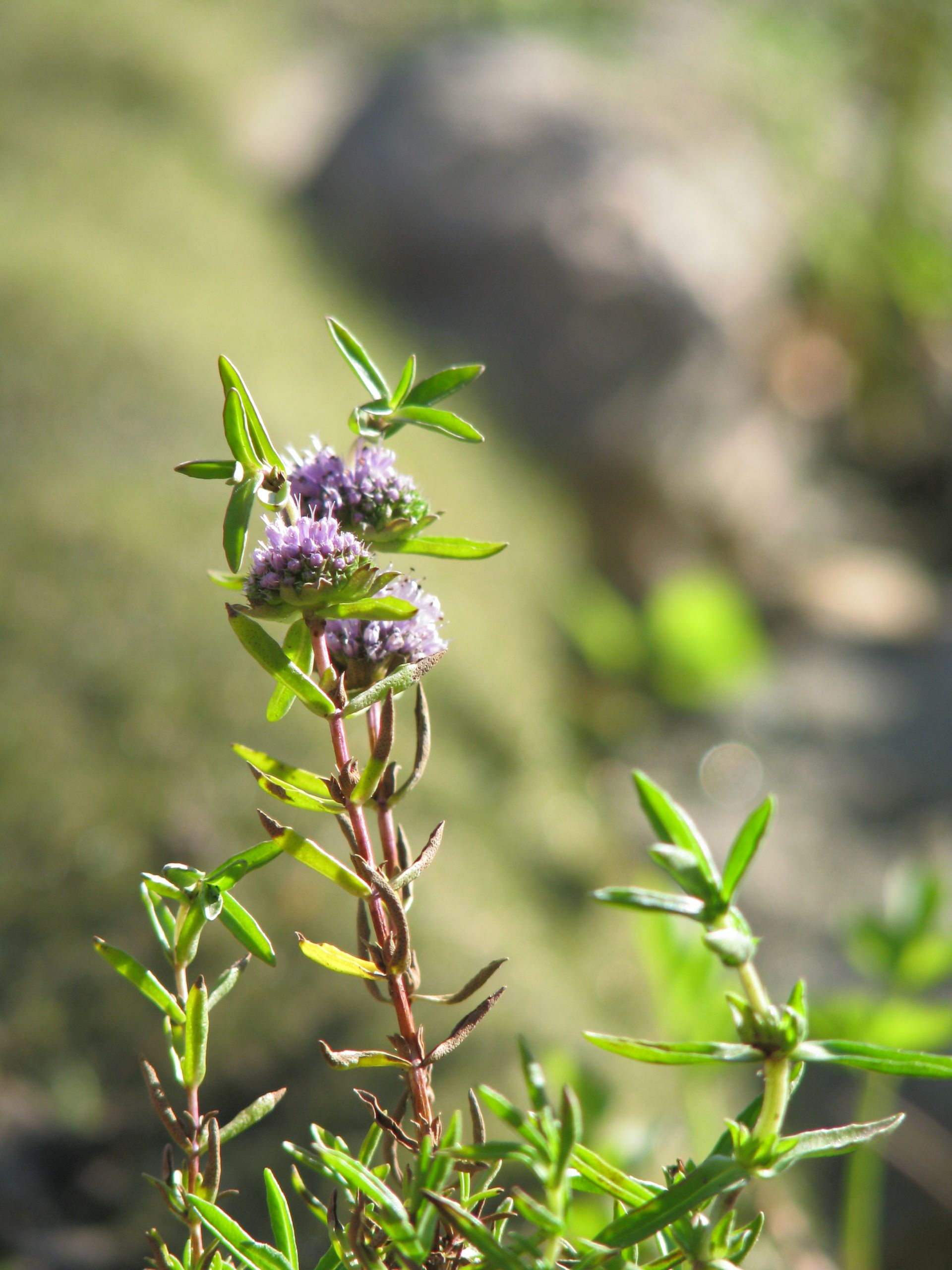 Preslia cervina als Bienenweide