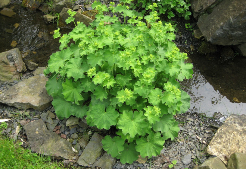 Frauenmantel | Alchemilla mollis 