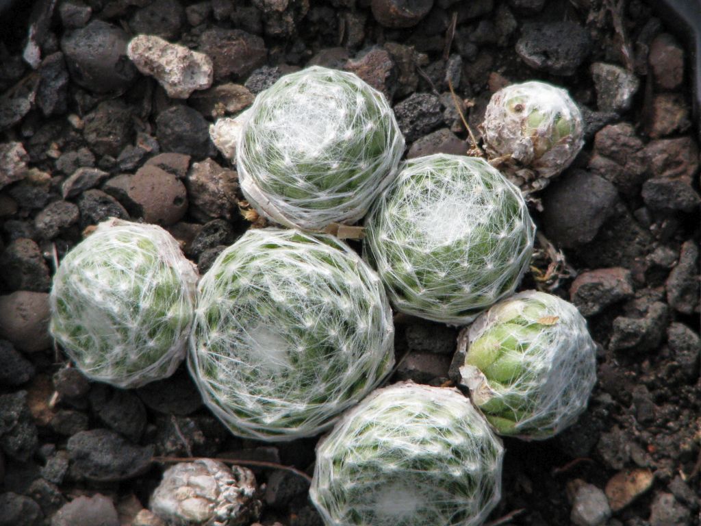 Spinnwebige Hauswurz 'Major' | Sempervivum arachnoideum 'Major'