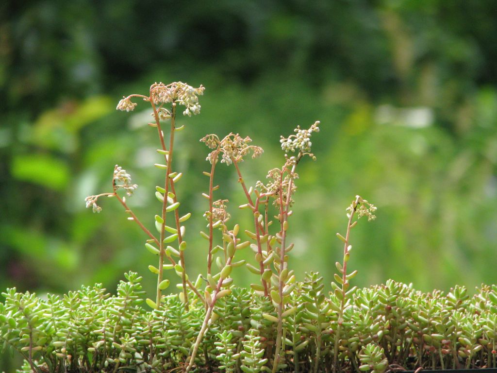 Rotmoos Mauerpfeffer | Sedum album Coral Carpet